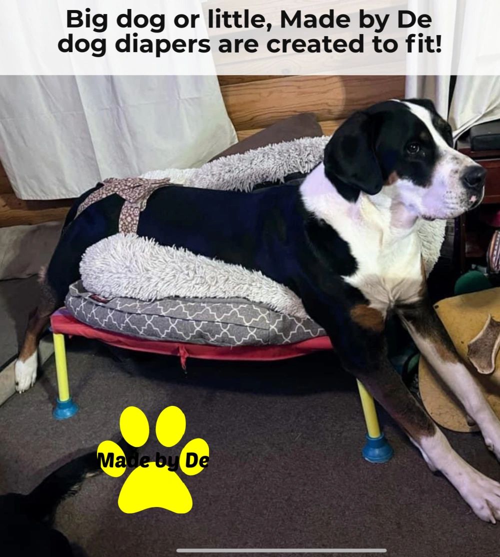 When your dog needs a diaper fit is important